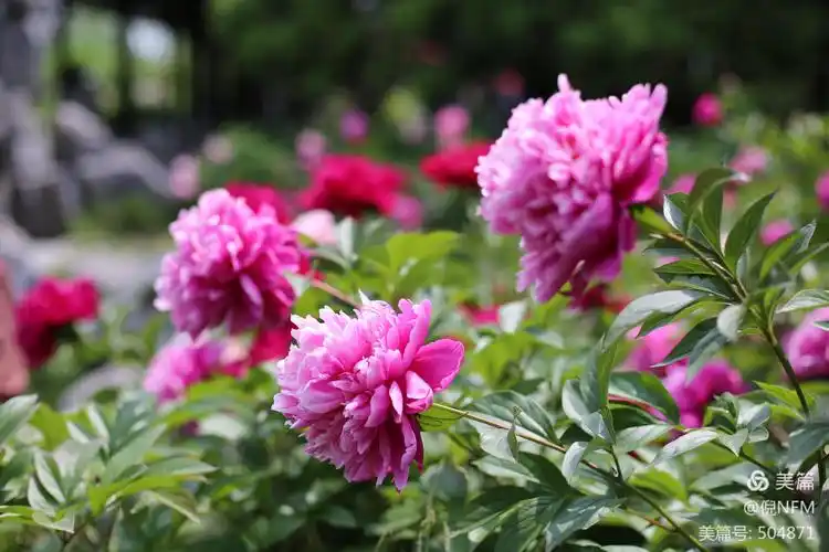 玲珑花界,扬州芍药甲天下