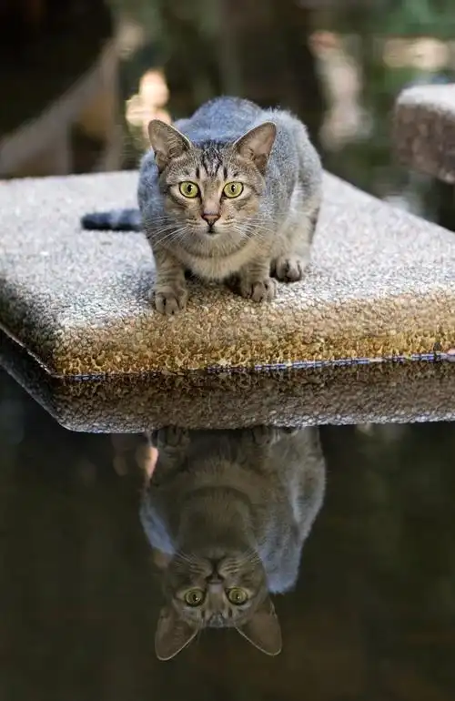一组猫片(野猫)