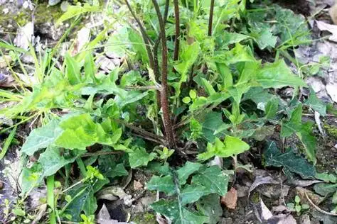 人称野芥菜,农民却当害草拔除,不知一斤卖10元,看到要珍惜