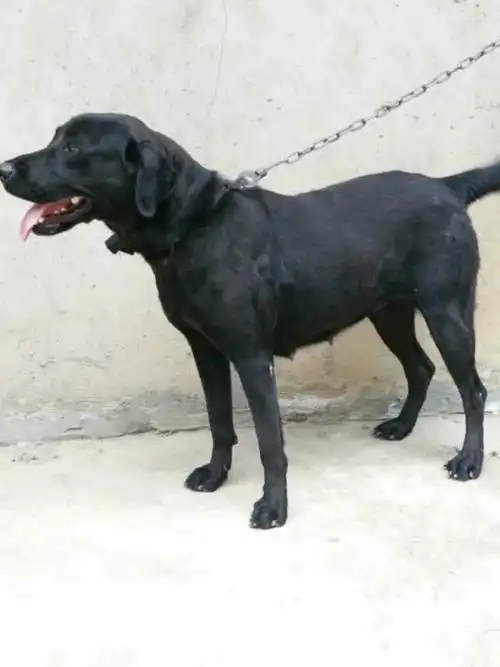 是台湾高山狗吗?还是?