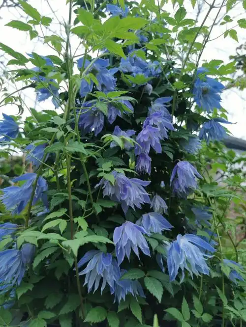 仙气的长瓣铁线莲