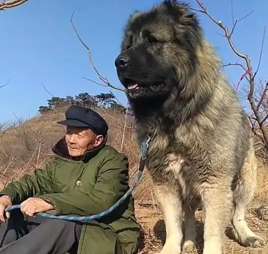 精品纯种高加索幼犬 大型高加索犬活体 血统级熊版高加索幼犬活体
