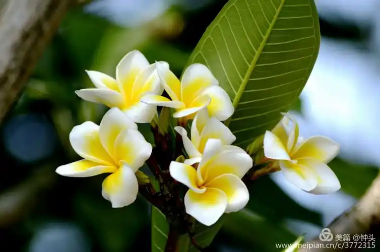 鸡旦花,老挝的国花,寺庙及住家均有裁培,可入药及提取精油,花芯尤如