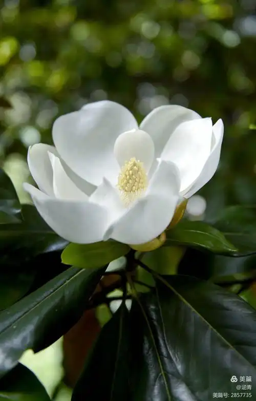 其它 幽幽暗香 广玉兰花 写美篇  广玉兰,为木兰科,木兰属植物.