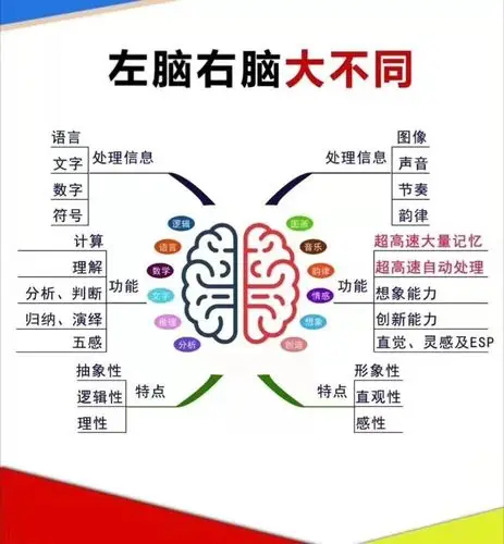 为什么要激发孩子的右脑?左右脑分工不同,孩子都需要全脑教育