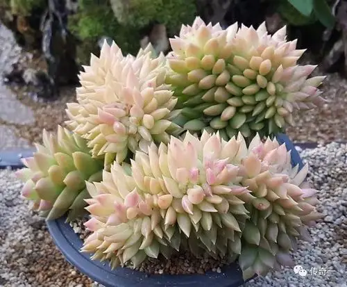 国庆七天赏美肉多肉缀化之美让你一次看个够