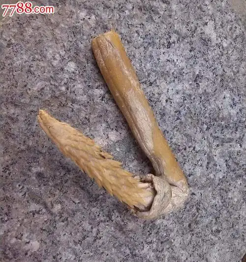 真正东北大猫鞭民国家传的展示欣赏请勿点拍诚意可议