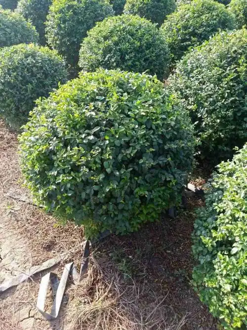 50公分小叶女贞球价格 基地批发80-1米小叶女贞球