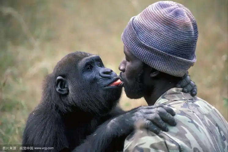 西部低地大猩猩(大猩猩),圈养,接吻饲养员