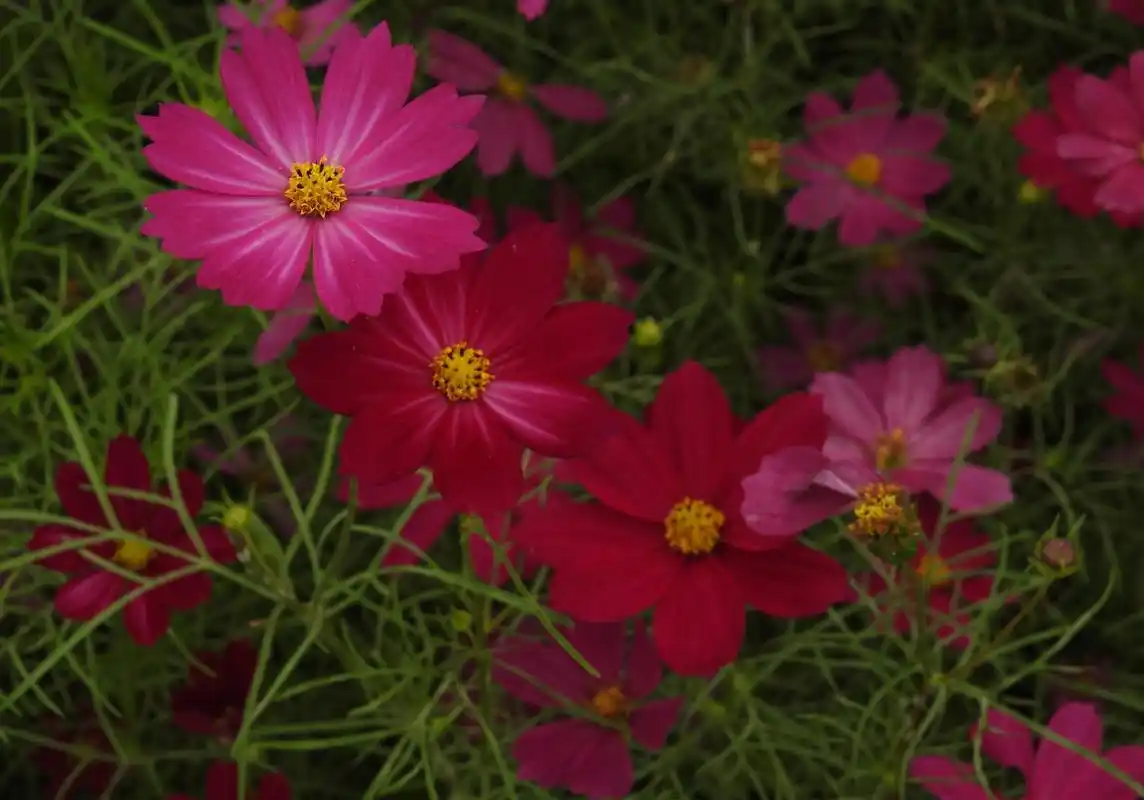红色的波斯菊植物.