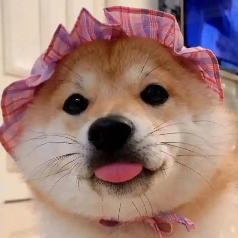 沙雕的修狗头像9898  抱回家