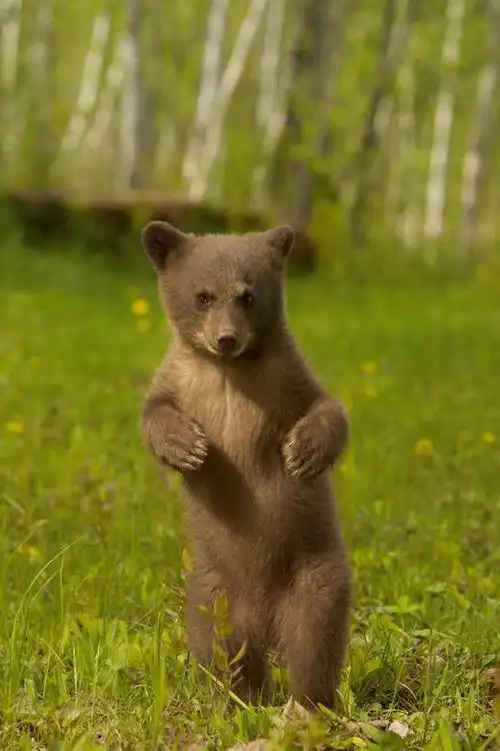 景色,观看,察看,关注,自然风光,凶猛,黑瞎子,熊瞎子,残暴,凶残,站立