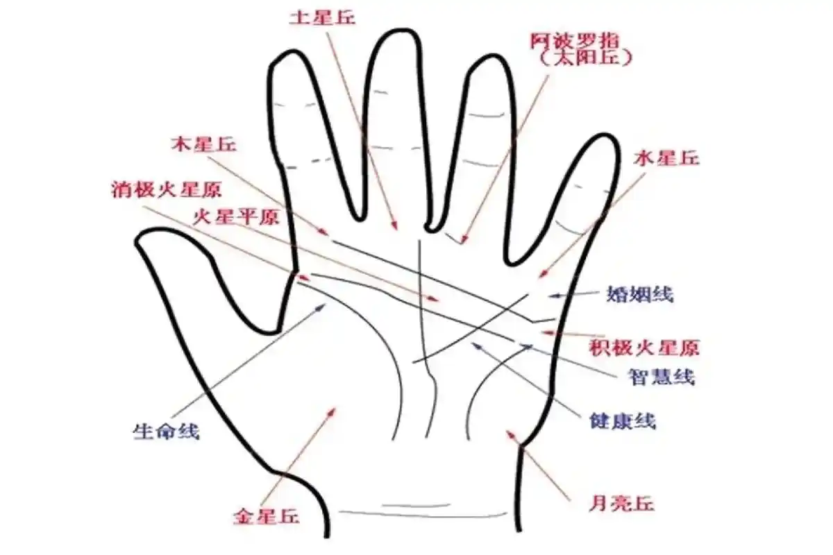 掌纹的秘密 财富纹贵人纹#相术 - 抖音