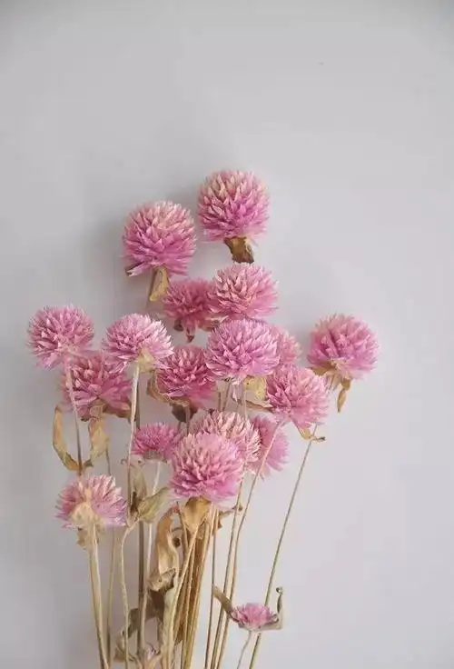 8种适合做干花的切花好看