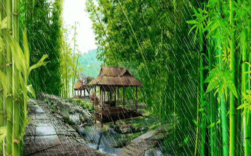 竹林听雨声 - 美篇