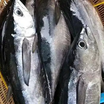 鱼类海鲜,深海小金枪鱼,6斤包邮