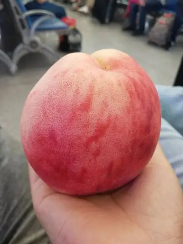 重庆的脆桃子有大又甜,咬一口心里满满的满足感.