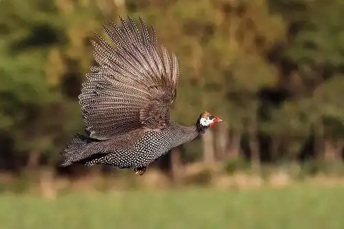 珍珠鸡,又名珠鸡,山鸡,原产自非洲,30时尚最时尚:珍珠鸡30羽毛有