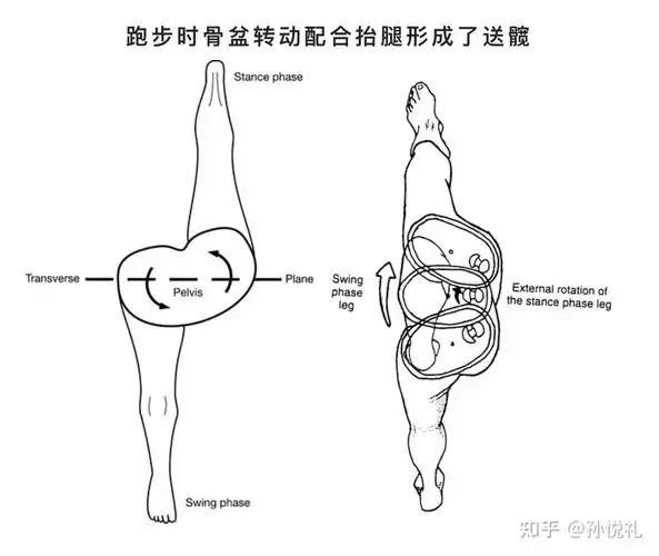 走路跑步骑行等时刻如何全面使用臀大肌发力代替膝盖关节受力? - 知乎
