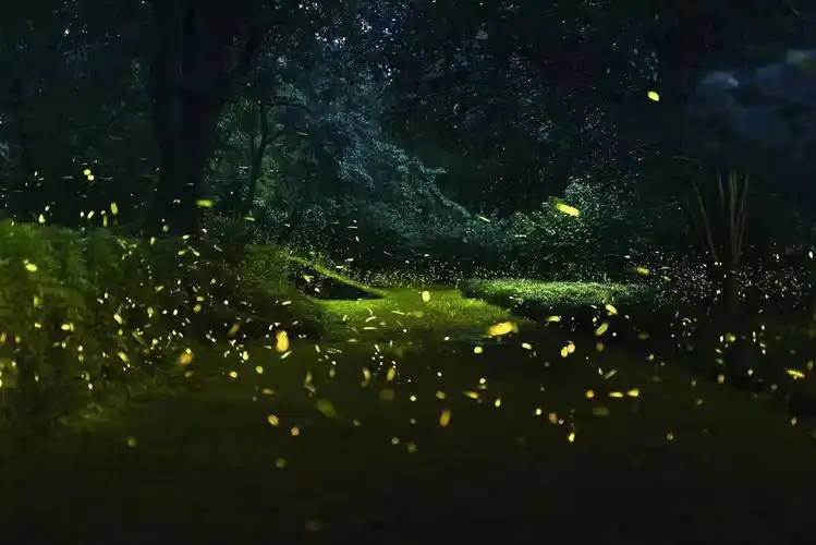 泰戈尔《流萤集》