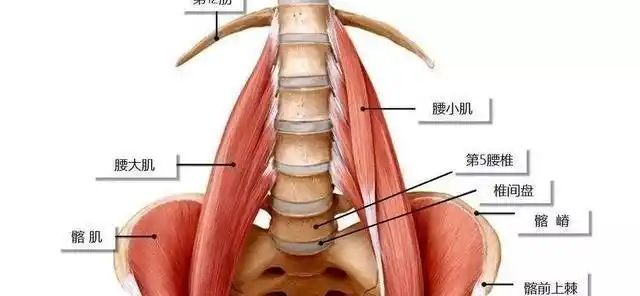 出现腰酸,直腰困难,首先要考虑髂腰肌损伤,如果髂腰肌检查没有问题,则