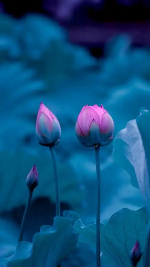 16:9,竖屏壁纸#荷花# - 蜡笔老周 - 图虫