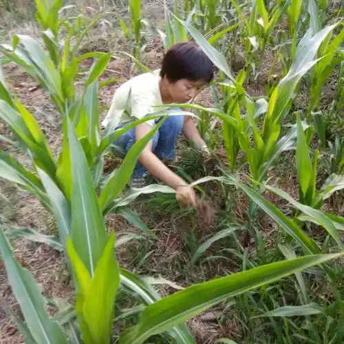 在玉米地拔草