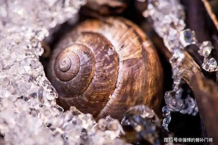 以下哪种动物不仅会夏眠,冬天也会冬眠?