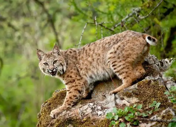 山猫,猫科动物的庞大分支,对于世界上各种山猫特点的介绍