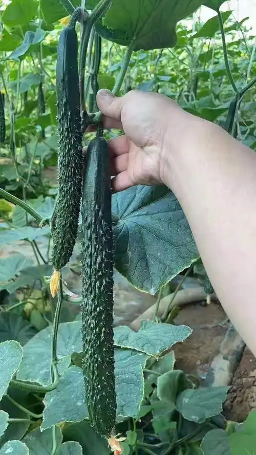 德瑞特9188黄瓜苗 越夏耐热黄瓜苗