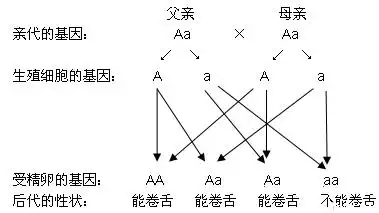 (3)从遗传图解中