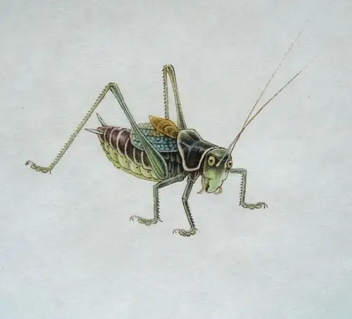 蝈蝈-工笔草虫在线作品展-齐白石传人后人书画艺术研究中心