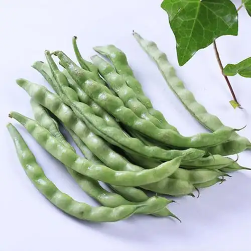 豆角云南四季芸豆长扁新鲜蔬菜农家自种扁豆新鲜豆类