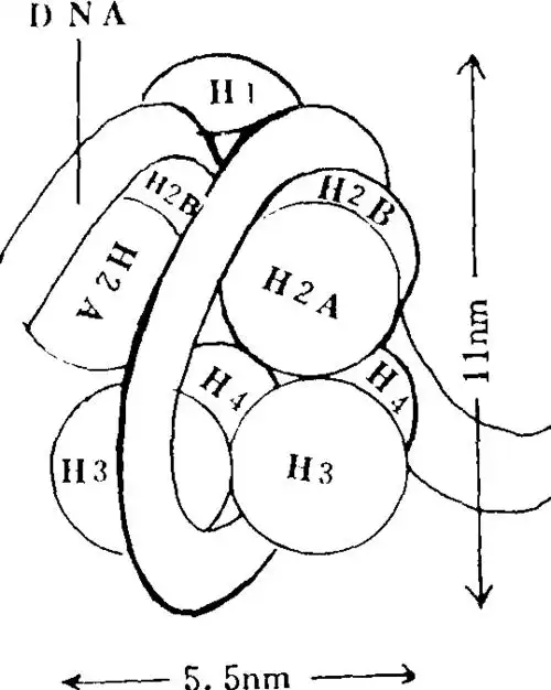 核小体-中学教学百科-百科知识