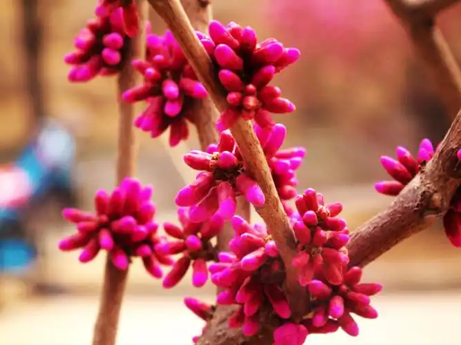 这种是什么花树?