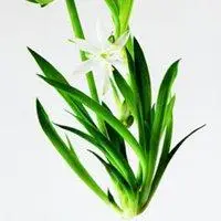 兰花草头像图片大全_微信头像图片大全