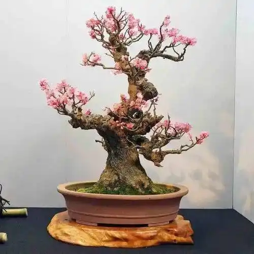 极品梅花盆景200款,绝对值得一看!