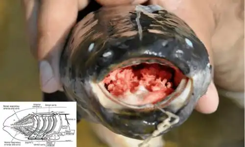 org,参考文献[4]某些鱼种可以用食道,肠道或者胃来从空气中获取氧气