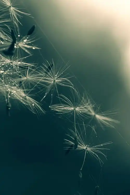 蒲公英微距拍摄浅焦点照片高清壁纸