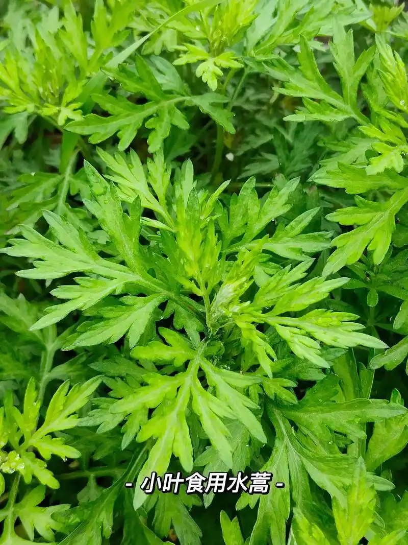 一张图教你分辨水蒿和艾草!