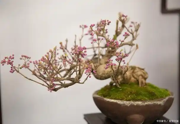 老桩梅花盆景养护要点:防寒,适宜环境,避免损伤