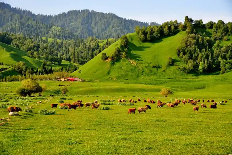 那拉提大草原(下)