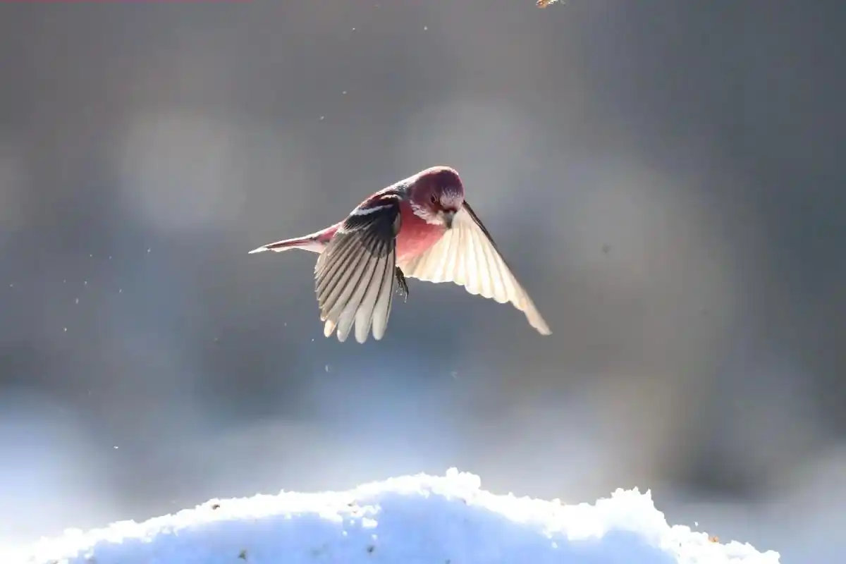 靠山红鸟儿,自然风景 ,优雅永不过时 愿所有的美好和期待都能 - 抖音