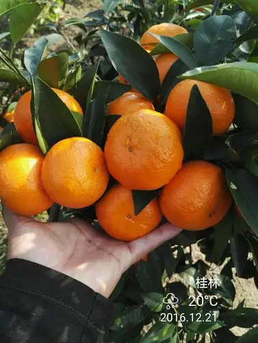 沃柑- 广西康宇苗木基地_湖南柑橘苗圃_湖南果苗_湖南沃柑苗_湖南果苗