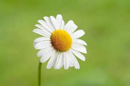 一朵小雏菊照片