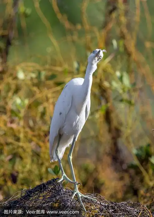 小蓝苍鹭,成年的,垂直画幅,creeping bluet,颈