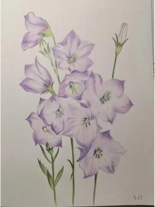 铅笔画练习  #画花  #风铃草  #风铃花  #紫斑风铃草  风铃草的花语