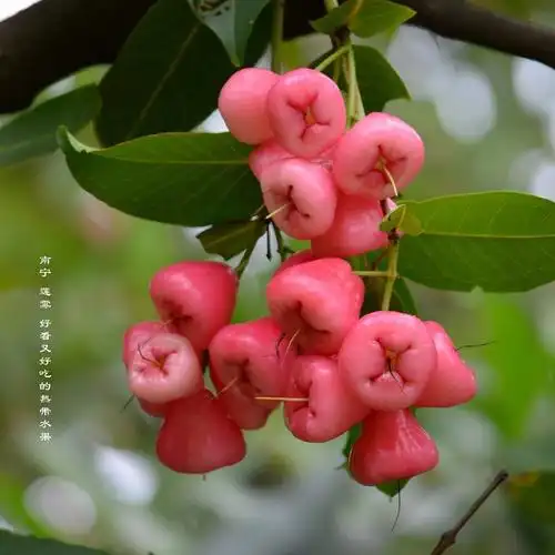 高高的树上结莲雾---好看又好吃的水果