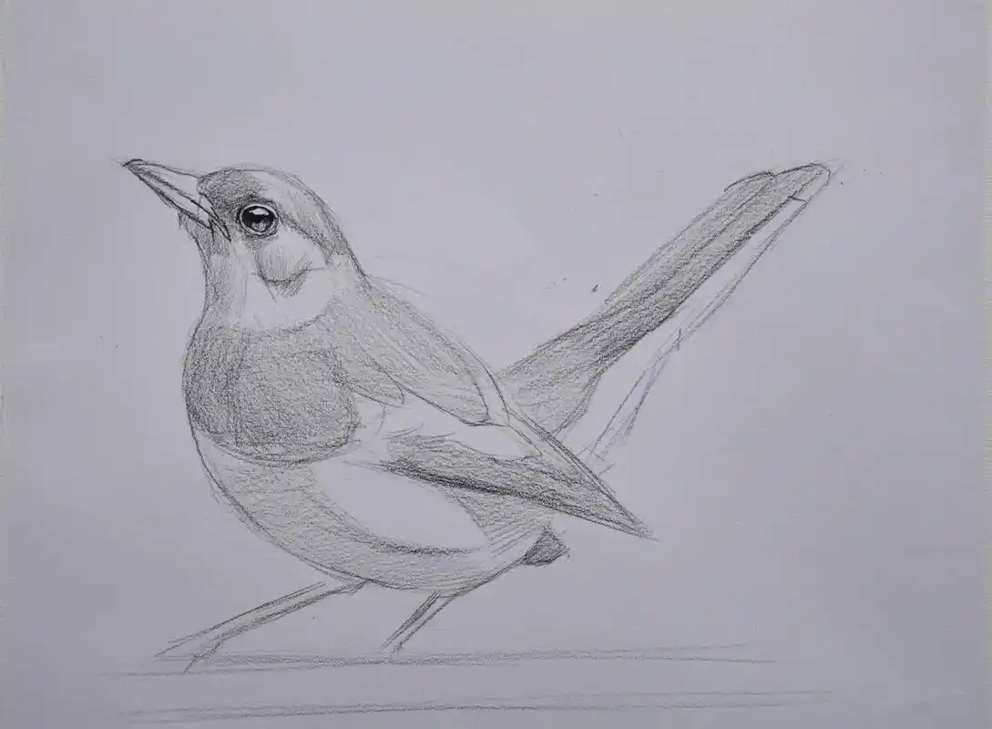 小鸟素描绘画步骤 小鸟非常适合刚开始学素描爱好者学,简单易学,效果