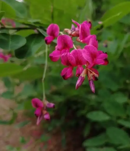 大兴安岭深山里盛开的野花,色彩缤纷艳丽!